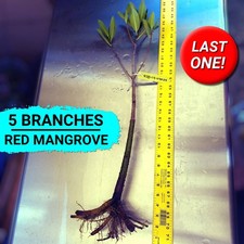 Red Mangrove Bonsai Tree 28"