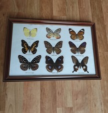 9 präparierte Schmetterlinge
