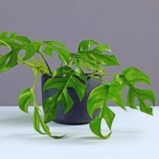 Rhaphidophora tetrasperma