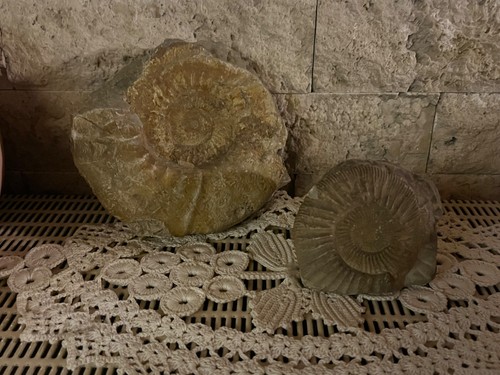 Ammoniten fossilien - 2, ammoniten-fossilien
