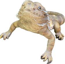 Bartagame deko garten - garten, figur