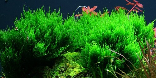 Aquarium pflanze vitro 2x - pflanze,