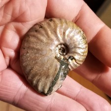 Orig. Perlmuttschale