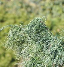 Mädchenkiefer Tiny Curls 40-50cm - Pinus strobus