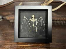Neu !!! Fledermaus Skelett