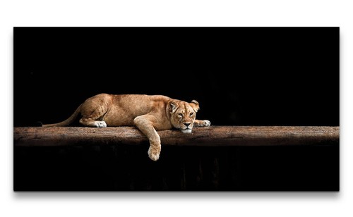 120x60cm leinwandbild löwin - leinwandbild,