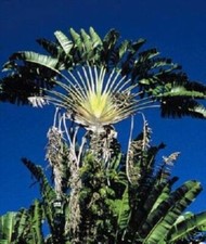 Ravenala schnellwüchsige Pflanzen immergrüne Palmen für den Blumentopf // Samen