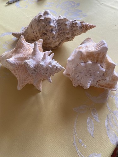 Meeresmuscheln - 3,