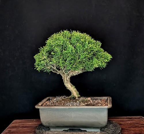 Bonsai chinesischer wacholder - bonsai,