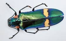Buprestidae, Megaloxantha