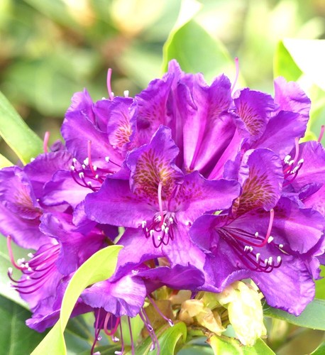 Großblumige alpenrose - großblumige,