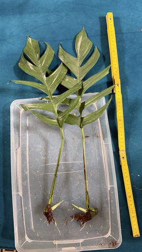 Epipremnum pinnatum baltic - epipremnum,