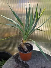 🌴Yucca gloriosa 55cm