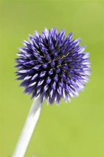 Echinops ritro 'Veitchs Blue'