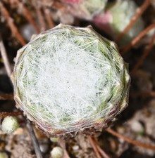 Sempervivum dachwurz sorte - sempervivum,, dachwurz,