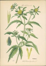 Chromolithographie : Raubars