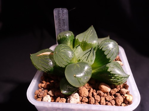 Haworthia urahannya hybrid