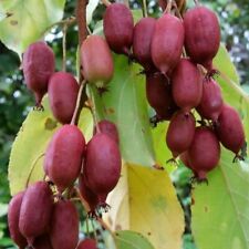 Rote Bayernkiwi Ken´s Red weiblich Actinidia arguta Minikiwei 60-100 cm 3L Topf
