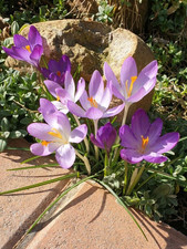8 Schneeglöckchen ODER 15 Krokusse blau Zwiebeln Winterblüher aus eigen Garten❄