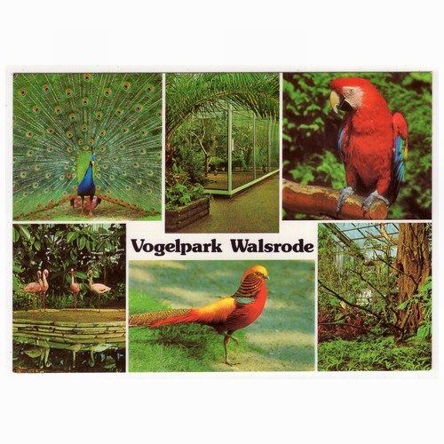 Vogelpark walsrode pfau - ak, /