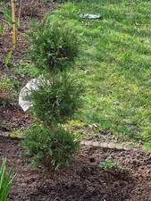 Leyland-Zypresse 3 Kugel