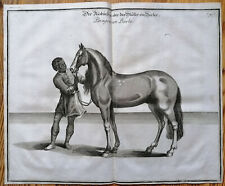 Cavendish Pferde Reiten Reitschule Kupferstich Berber Pferd - 1700