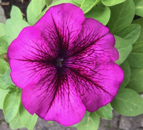 100 samen petunien - petunien, pink