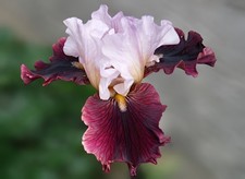 Schwertlilie iris dream - schwertlilie,