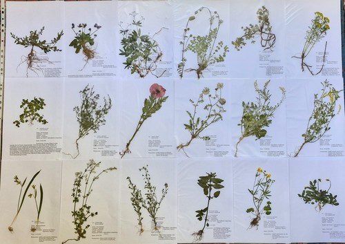 Herbarium pflanzen mit - 30,