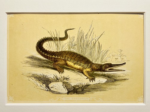 Krokodil cayman antiquarisch - cayman,