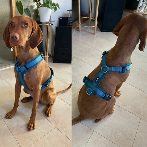 Mesh comfort geschirr - geschirr, hund