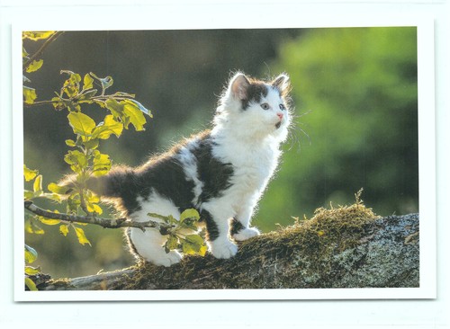 Postkarte katze neu - 1,