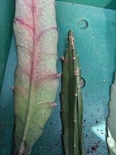 4 große, bewurzelte Ableger