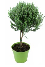 Thymian Stämmchen - Baum -
