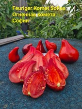 Feuriger Komet Sofias Огненная Комета Софии  Tomatensamen Саакова Saakova 