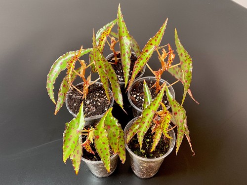 Begonia amphioxus - begonia,