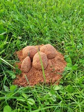 Angeln, Karpfen Futter Erdbeere 10 kg