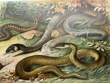 Originalgrafik Fauna: Reptilien Giftschlangen - Chromolithographie um 1900