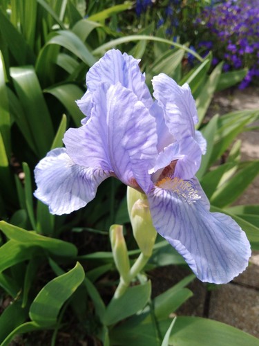 Zwerg schwertlilie iris - *, iris*
