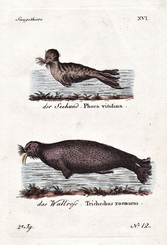 Seehund walross seal - seehund,