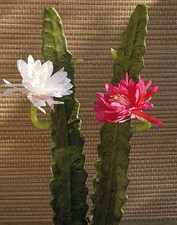 artplants Kunst Kaktus