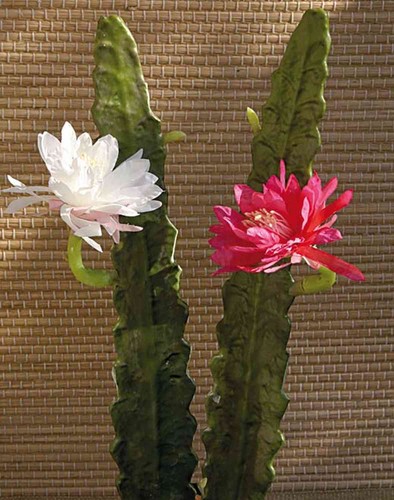 Artplants kunst kaktus - artplants,