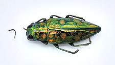 Buprestidae, Chrysodema sp