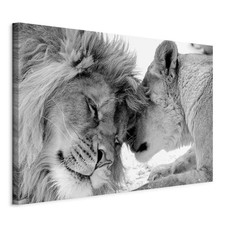 Bilder löwe vlies - bilder,