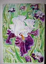 Bilder Acryl  Iris-Blumen 50x70cm Handgemalt Leinwand Bilder gemalt 2016
