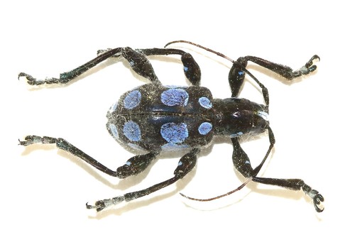 Coleoptera cerambycidae - coleoptera,,
