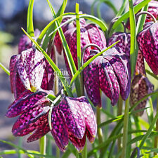 SCHACHBRETTBLUME 20 Samen