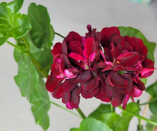 Pelargonie royal black rose - black, rose"