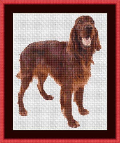 Irish red setter hund - irish,