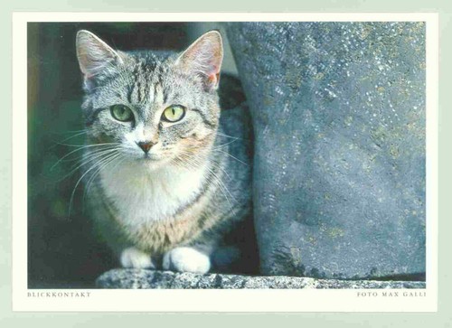 Postkarte katze - postkarte,